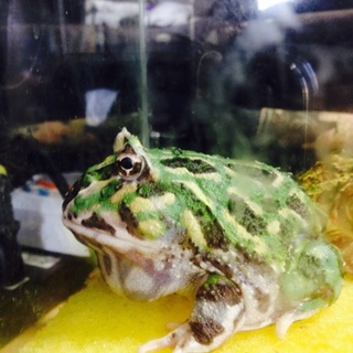 クランウェルツノガエル(ペパーミント)2匹