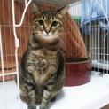 STARCats〜ちょっと別格なリーダー猫の健太