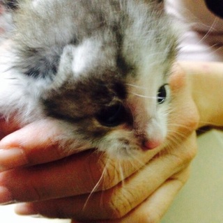 赤ちゃんにゃんこ 可愛いです☆