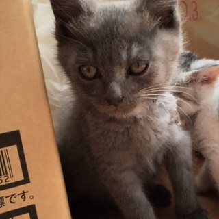 新しい家族を探しています！