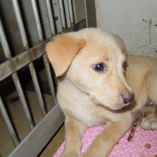 生後3ヶ月くらいの元気な姉妹子犬たちです