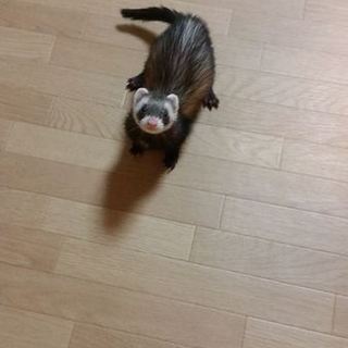 フェレット２匹の里親募集中