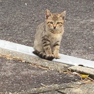 責任を持って面倒を見て下さる里親さん募集