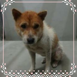 大人しくて優しいコ