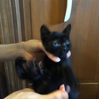 生後一か月位　子猫ちゃん（メス）