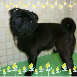 パグちゃん