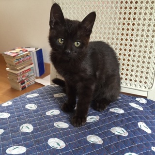 責任を持って面倒を見て下さる里親さん募集