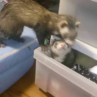 フェレット２匹の里親様募集中