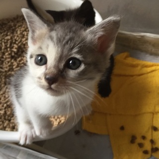 新しい家族を探しています！