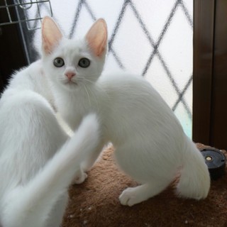 白い子猫　人馴れしてます