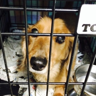 ミニチュアダックスの男の子