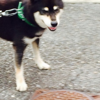 黒芝犬男の子11歳