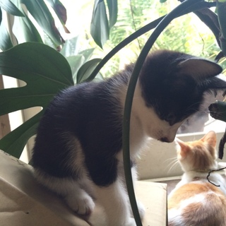 生後3か月のモノクロちゃん