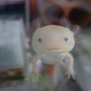 人懐っこいウーパールーパー里親募集！