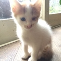 生後約3か月の茶白ちゃん