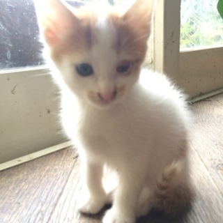 生後約3か月の茶白ちゃん