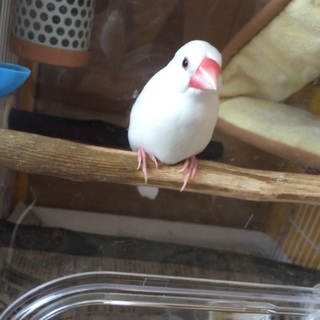 （中止します）白文鳥里親仮募集中