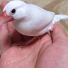 （中止します）白文鳥里親仮募集中 サムネイル2