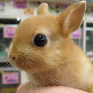 １歳半・ネザーランド・オレンジ里親募集