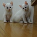 白い子猫　メス２匹　抱っこ大好き