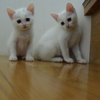 白い子猫　メス２匹　抱っこ大好き