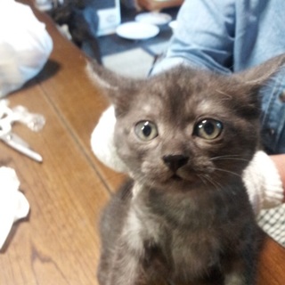 黒色子猫4匹の里親を探しております①(メス×2匹)