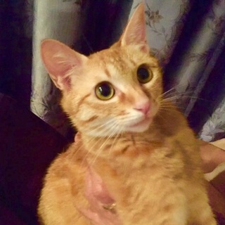 一歳の可愛い茶トラ女の子