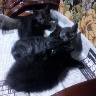 黒色子猫4匹の里親を探しております②(オス×2匹)