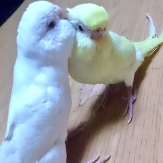 【急募】セキセイインコ2羽