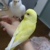 【急募】セキセイインコ2羽 サムネイル2