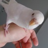 【急募】セキセイインコ2羽 サムネイル4