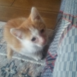 捨て猫保護しました。茶白のオス猫ちゃんです！