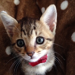 子猫3 キジトラ オス