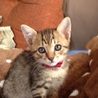 子猫3 キジトラ オス サムネイル2