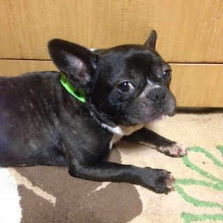 繁殖引退犬のフレブルくん