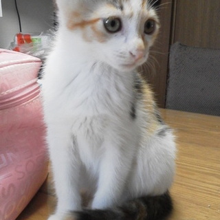 三毛の仔猫の姉妹。みけ１ちゃん
