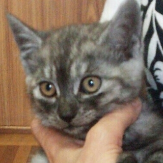 仔猫が１匹捨てられてました。