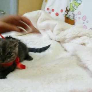 高齢者宅へ捨てられました