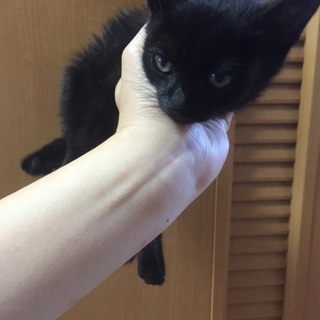 人懐こい甘えたさんな黒仔猫。