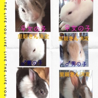 仔うさぎの里親を募集してます