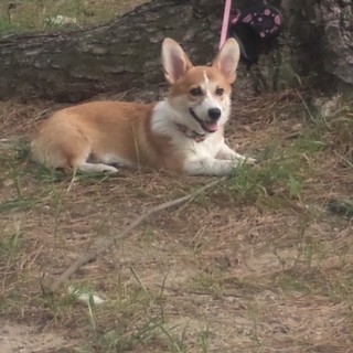 里親募集します