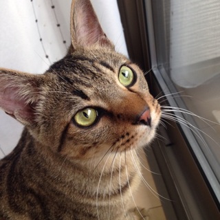 超人懐こいキジトラ男の子