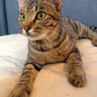 1歳の大人しい女の子キジ猫ちゃん！