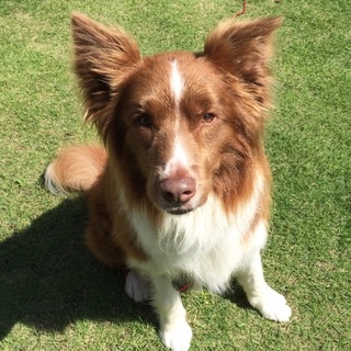 ボーダーコリー甘えん坊♂ルカ　家族募集中！