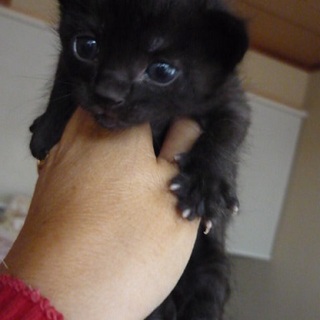 乳飲み子4週目黒ちゃん