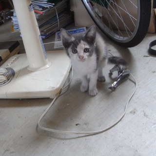 子猫　里親募集　茨城　三毛　人懐っこい