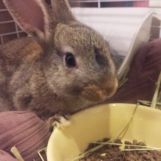 【里親様決定！】チェスナットカラー生後２～３か月♂