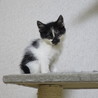 長毛?かもしれない子猫です サムネイル2