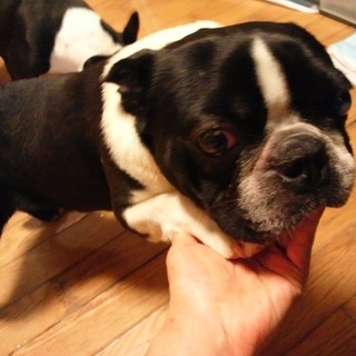 明るく甘えん坊なBuBuくんです