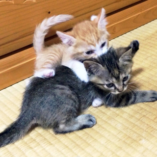 生後1.5ヶ月★オス＆メス仲良し兄妹♪キジ＆茶トラ